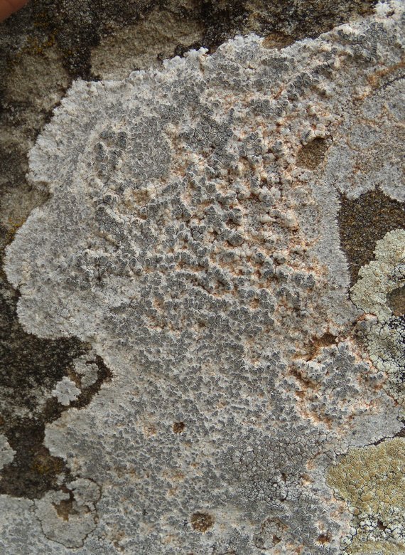 lichene bianco sulle arenarie della Laga 2